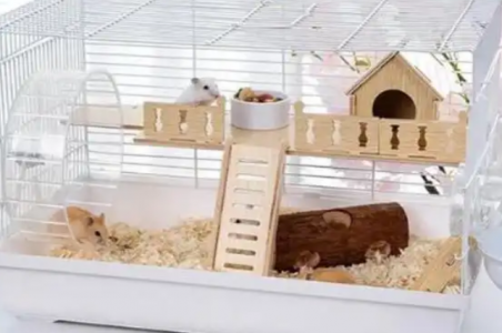 氧氣傳感器在小動物缺氧檢測系統中的氧濃度監測